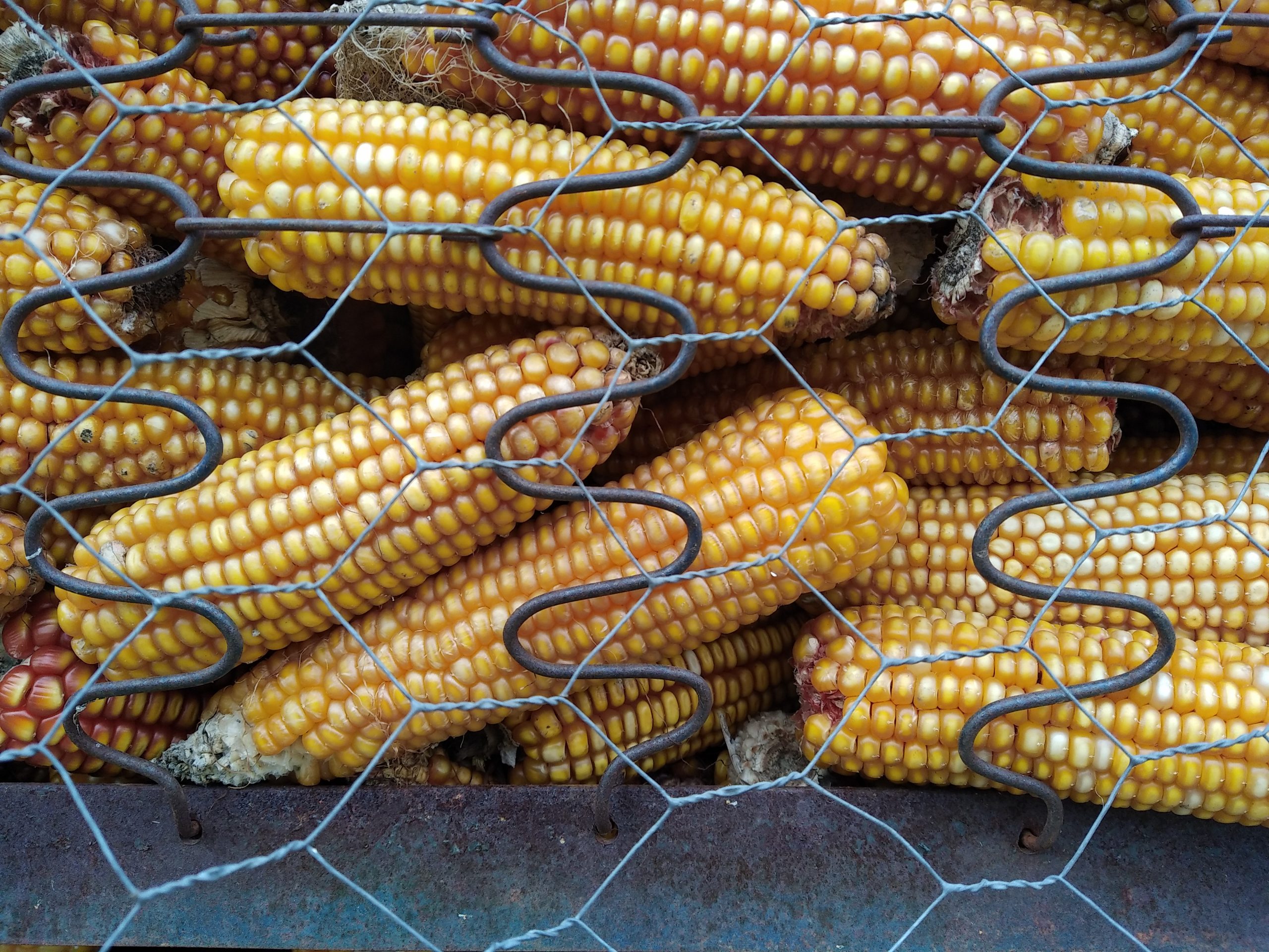 Vend maïs population séché en crib