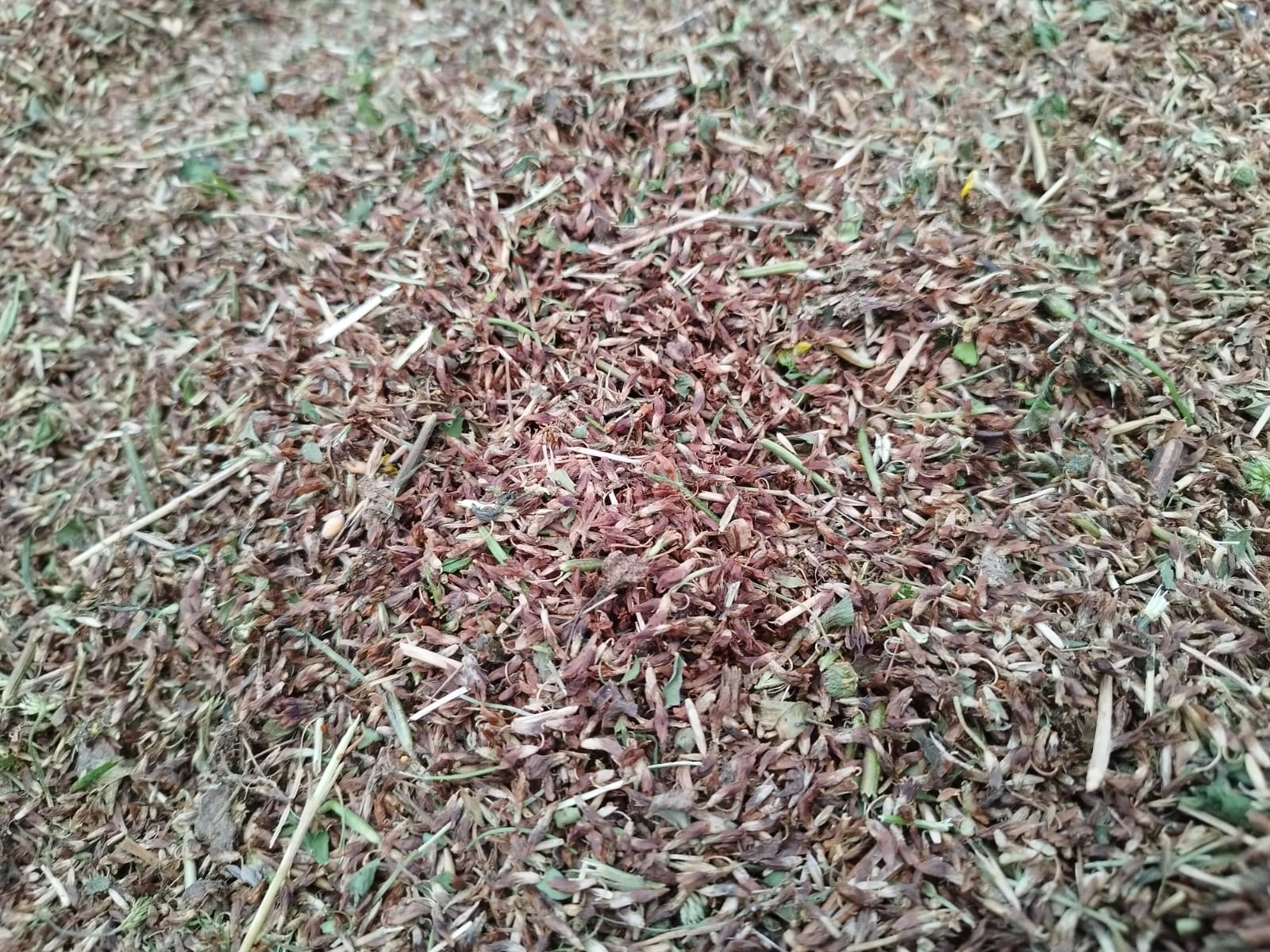 Semences prairiales à la ferme