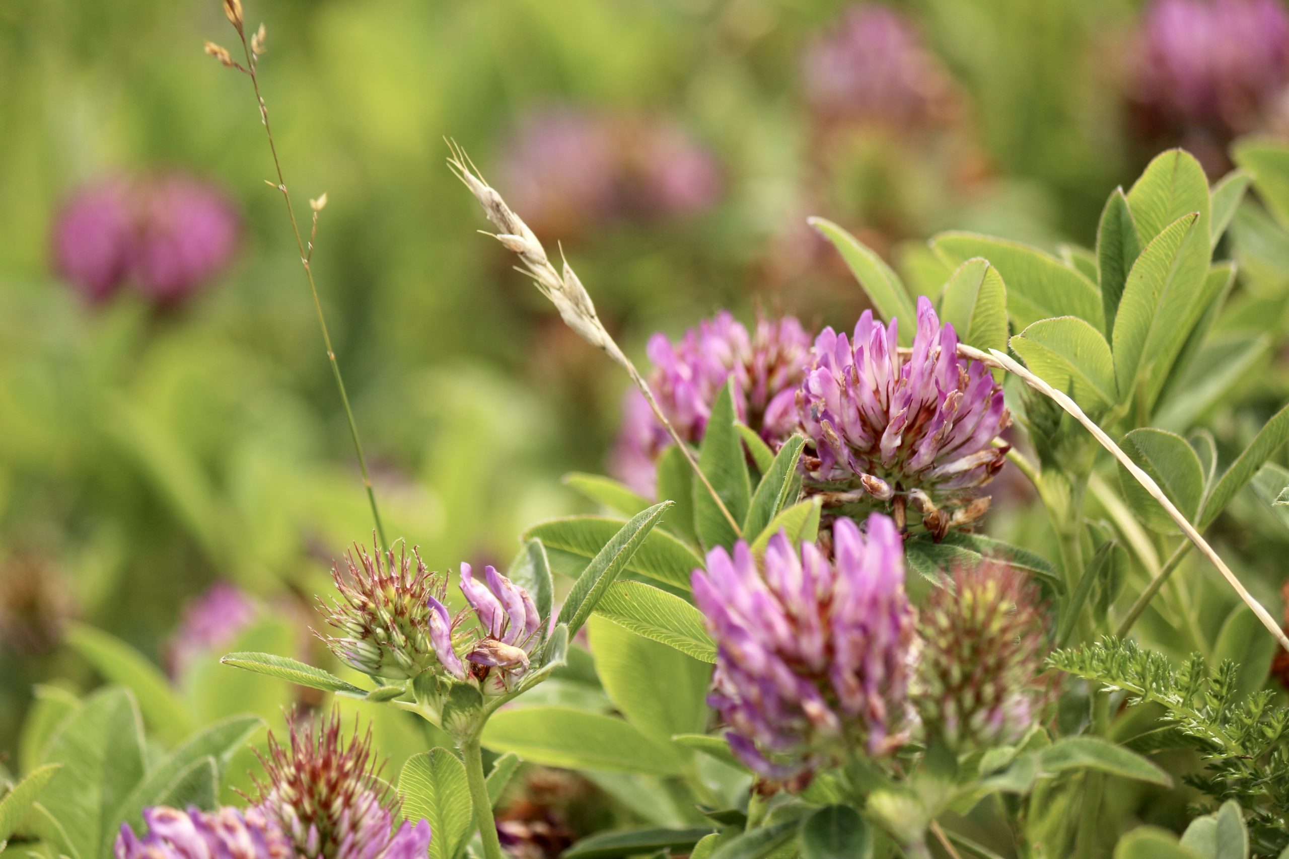 A vendre : 45 bottes enrubannage trèfle violet et prairie multi espèces