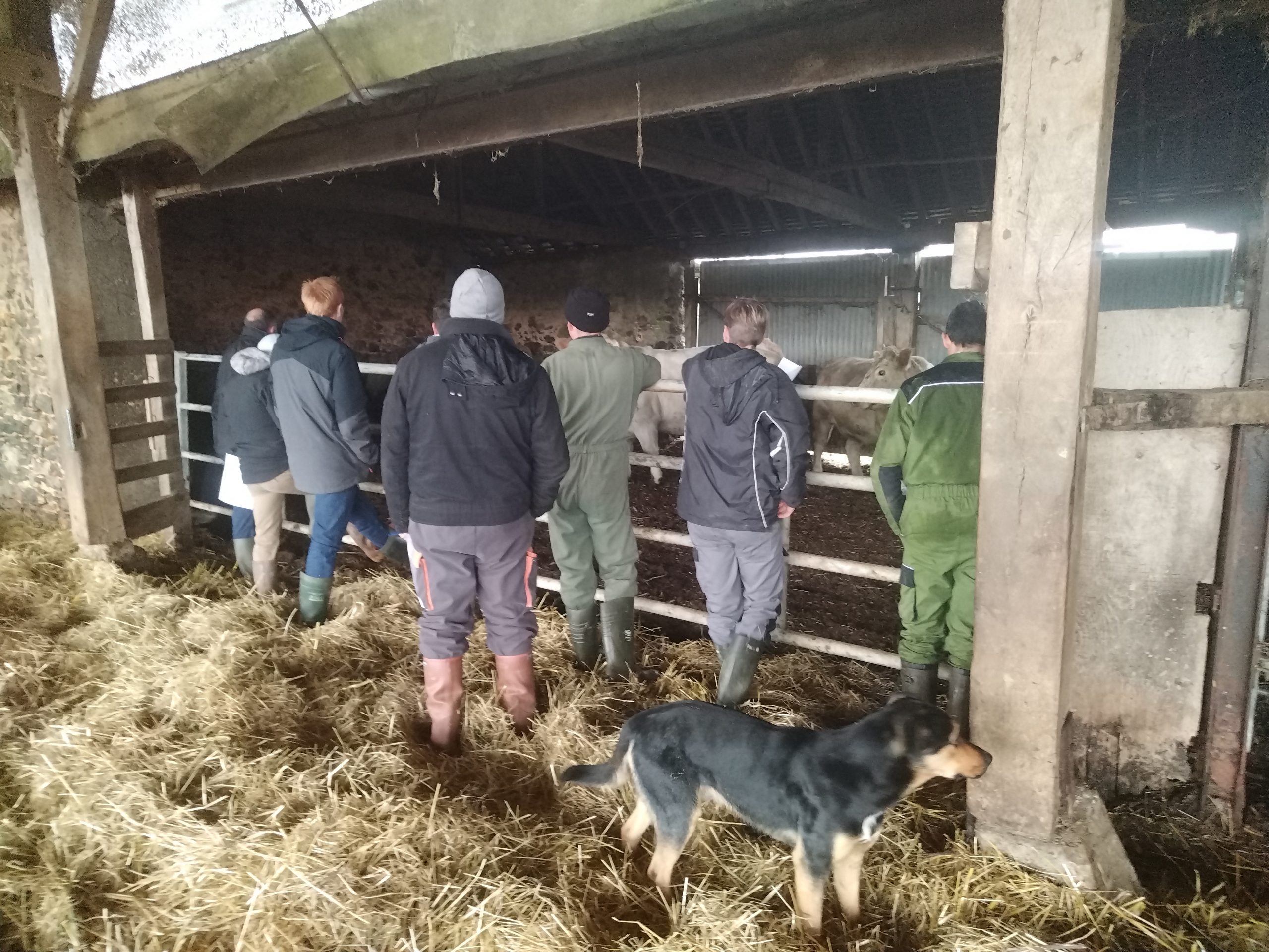 Réussir la croissance et la finition de ses bovins à l’herbe