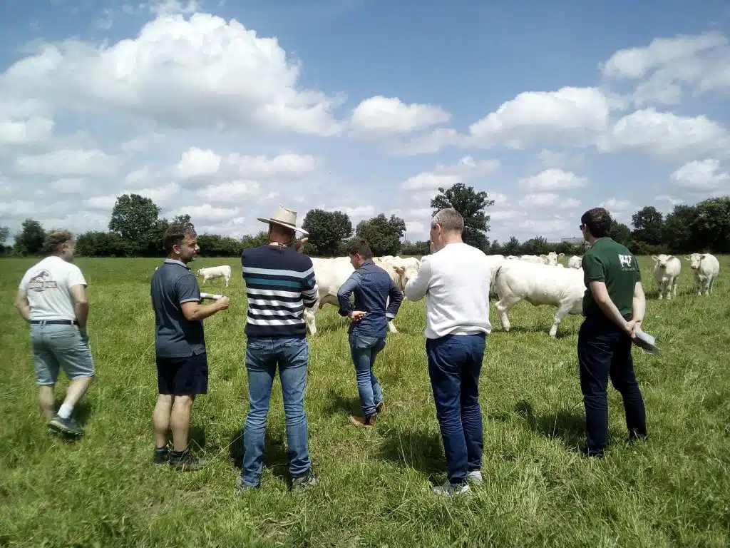 Photo Bout de champ Bovin viande