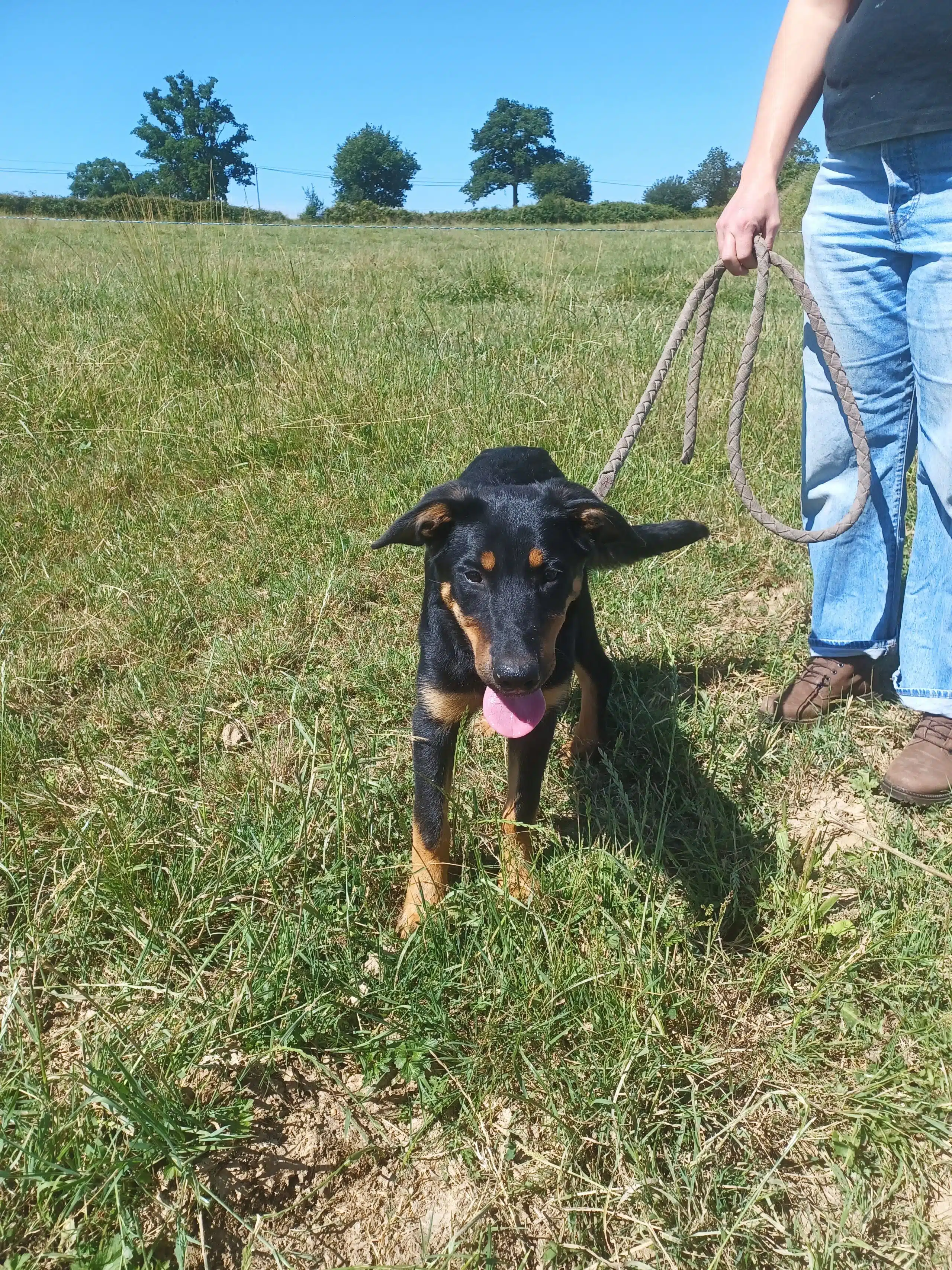 Choisir son chien et préparer son arrivée sur la ferme