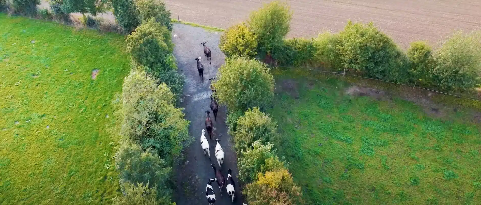 Pourquoi-Comment aménager ses chemins pour favoriser le pâturage ?