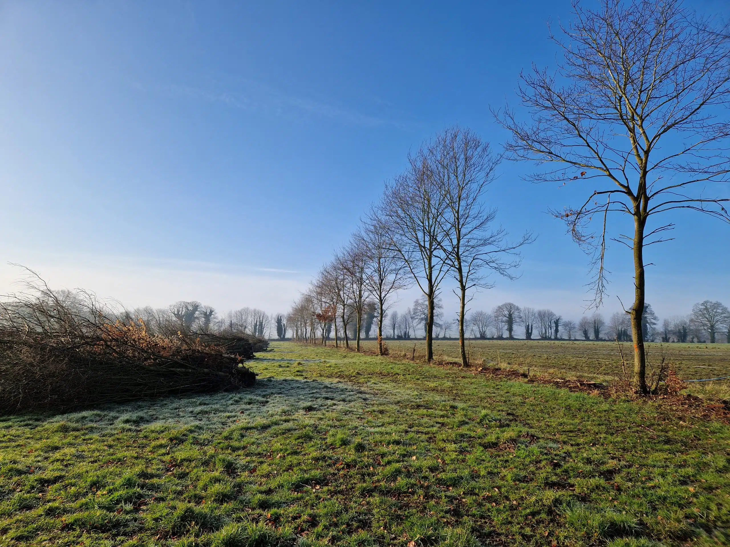 Intégrer l&rsquo;arbre et la haie dans mon système herbager