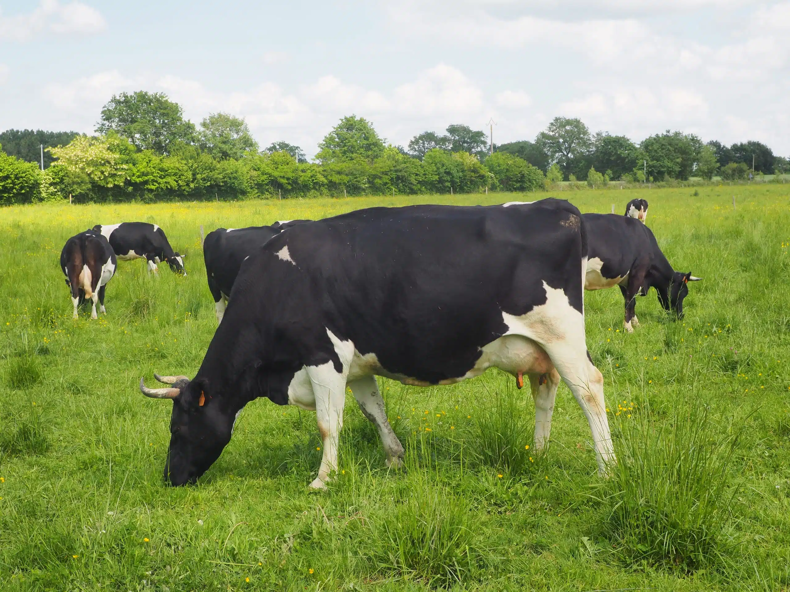 Gestion du tarissement en bovin lait