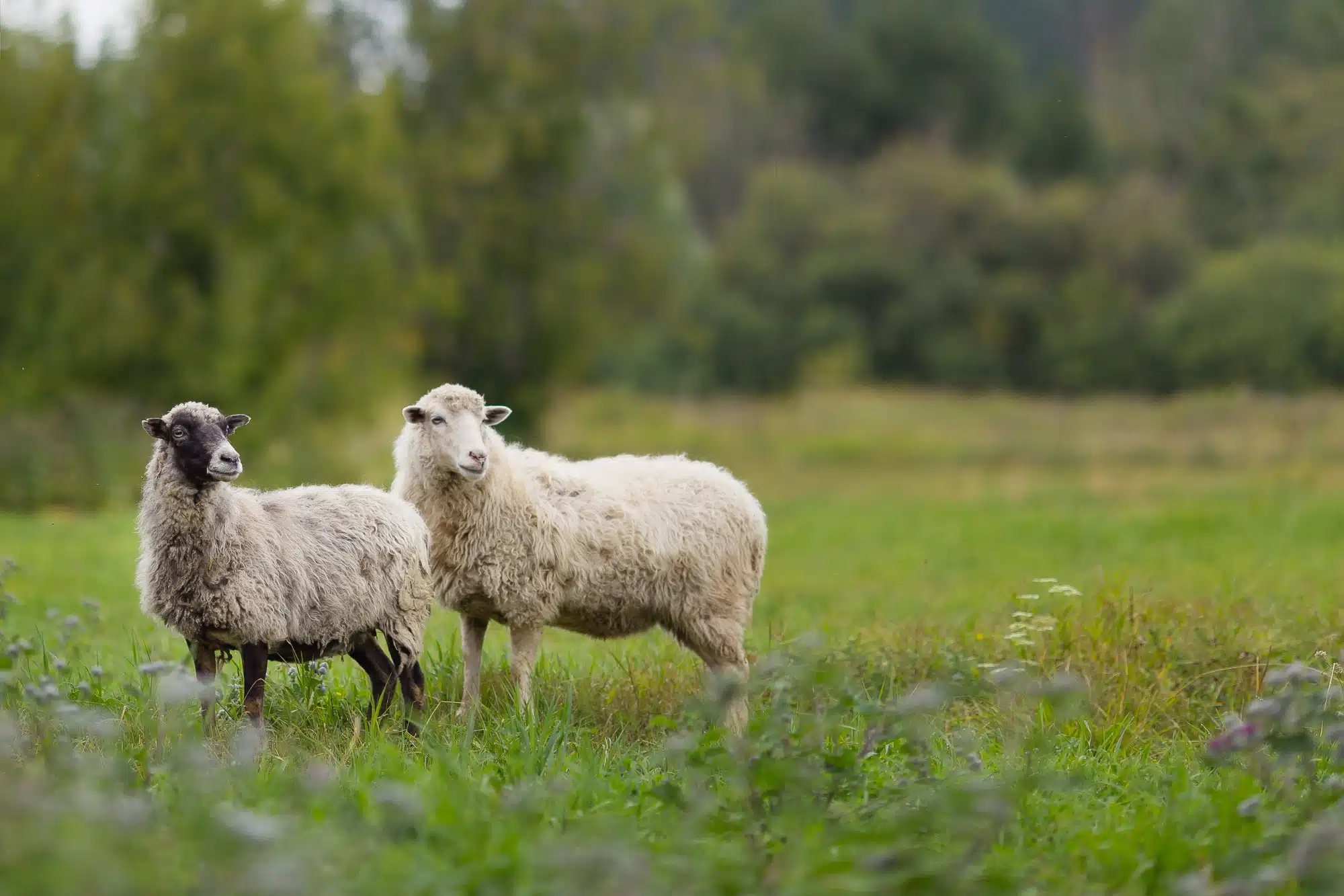 Gestion de la pression parasitaire en petits ruminants pâturants