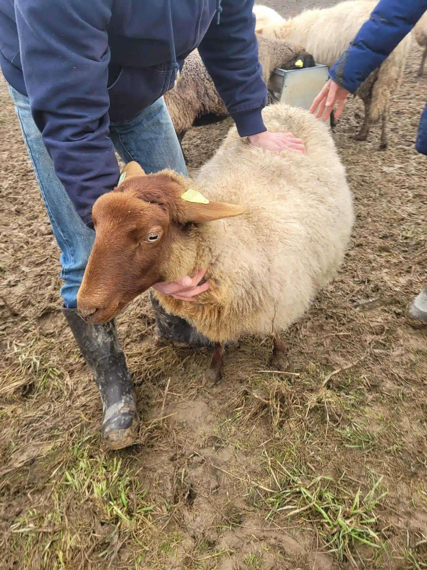 Gestion de la pression parasitaire en petits ruminants pâturants