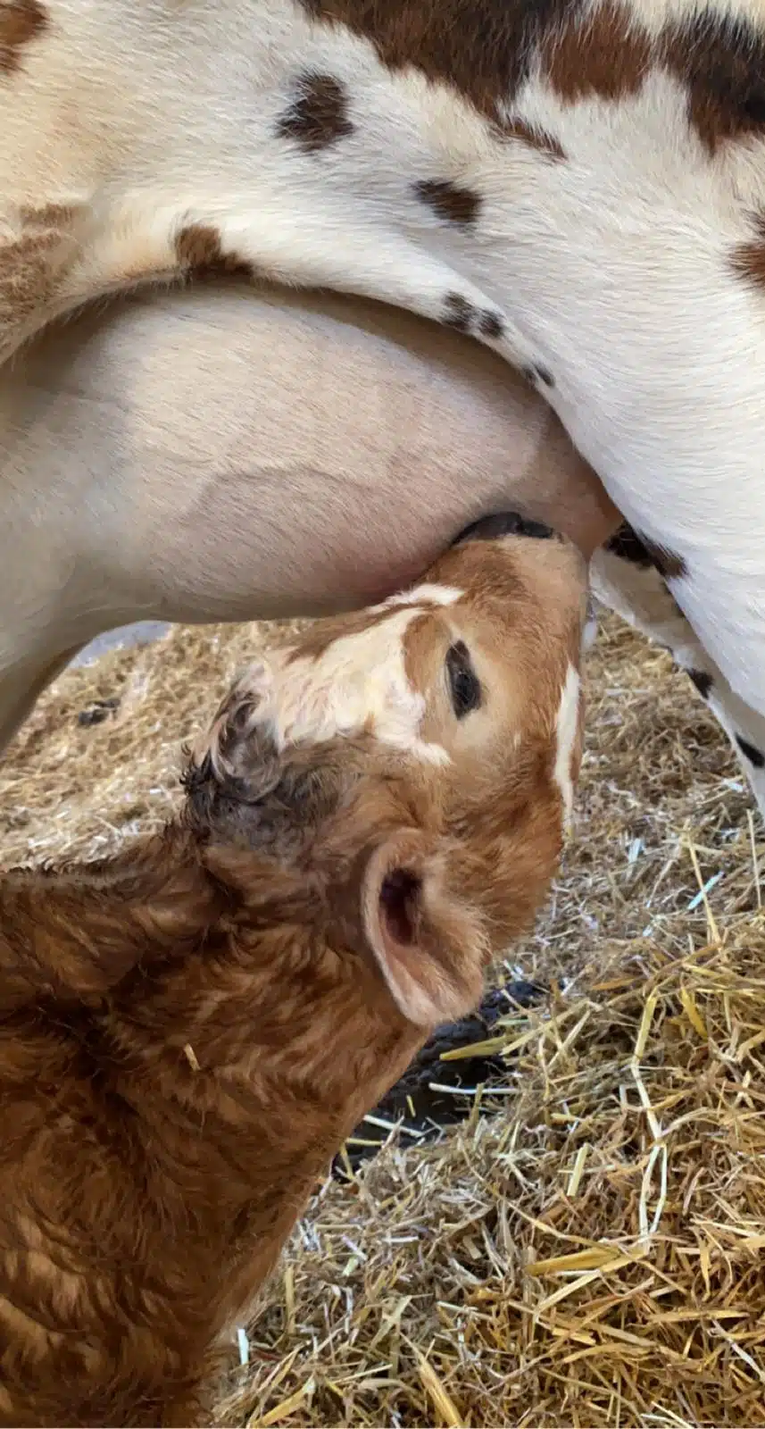 L&rsquo;élevage des génisses : physiologie animale et analyse technico-économique